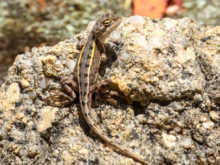 Nobbi Dragon (Diporiphora nobbi) in Australia