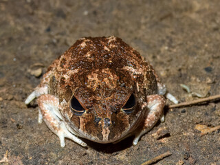 Ornate Burrowing Frog (Platyplectrum ornatum) in Australia