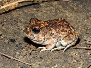 Ornate Burrowing Frog (Platyplectrum ornatum) in Australia