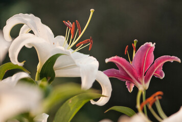 Pristine White Oriental Lilies Casablanca and Stargazer in Bloom in Summer Garden