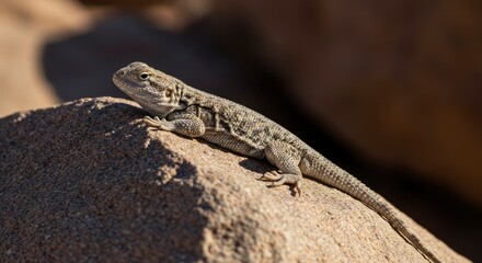 Fototapeta premium Close-up of a lizard basking on a rock in sunlight