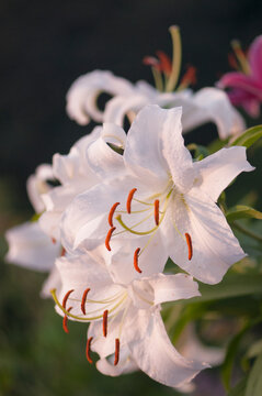 Pristine White Oriental Lily Casablanca in Full Bloom in Summer Garden