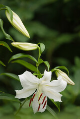 Pristine White Oriental Lily Casablanca in Bloom in Summer Garden. One flower and three buds
