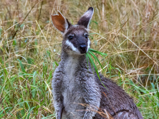 Fototapeta premium Whiptail Wallaby Pretty-faced Wallaby (Macropus parryi) in Australia