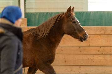 Woman training a chestnut horse in a round pen during groundwork communication session