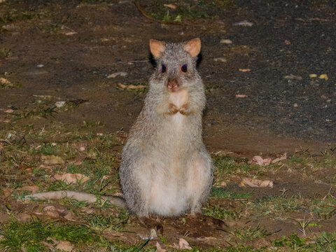 Rufous Bettong (Aepyprymnus rufescens) in Australia