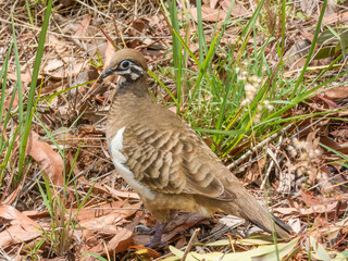 Southern Squatter Pigeon (Geophaps scripta) in Australia