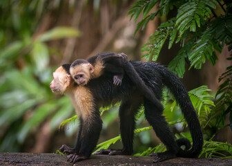 Close up of a family or group of white faced Capuchin Monkeys interacting with infant clinging to parent in Tortuguero National Park