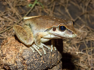 Naklejka premium Eastern Stony Creek Frog (Litoria wilcoxii) in Australia