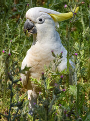 Sulphur-crested Cockatoo (Cacatua galerita) in Australia