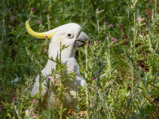 Sulphur-crested Cockatoo (Cacatua galerita) in Australia