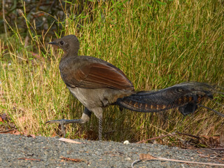 Superb Lyrebird (Menura novaehollandiae) in Australia