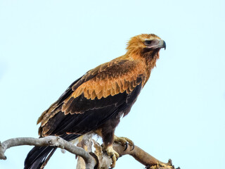 Wedge-tailed Eagle (Aquila audax) in Australia