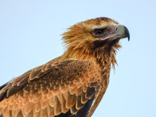 Wedge-tailed Eagle (Aquila audax) in Australia
