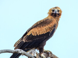 Wedge-tailed Eagle (Aquila audax) in Australia