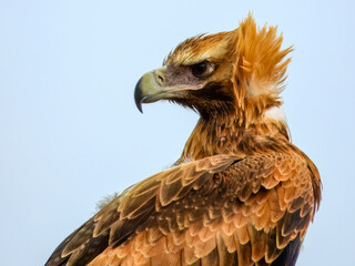 Wedge-tailed Eagle (Aquila audax) in Australia
