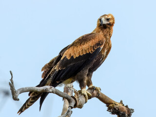Wedge-tailed Eagle (Aquila audax) in Australia