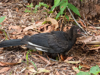 White-winged Chough (Corcorax melanorhamphos) in Australia
