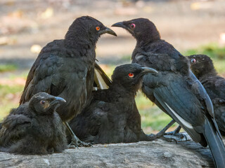 White-winged Chough (Corcorax melanorhamphos) in Australia