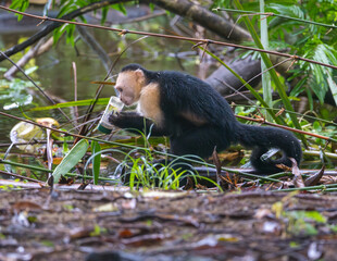 White-faced Capuchin Monkey investigates a water bottle in Tortuguero National Park in Costa Rica
