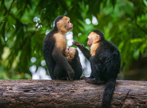 White-faced Capuchin Monkeys with infant breastfeeding in the Tortuguero National Park in Costa Rica - Powered by Adobe