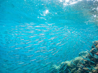 キビナゴ, Silver-Stripe Round Herrings, Spratelloides gracilis, ニシン科,
他の群れ。
静岡県伊豆半島南伊豆町中木ヒリゾ浜-2025年
