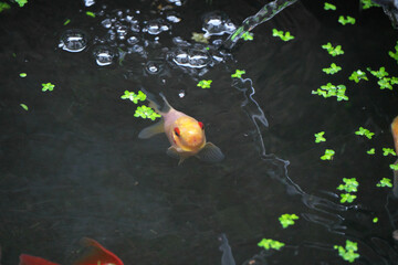 餌を欲しがる金魚