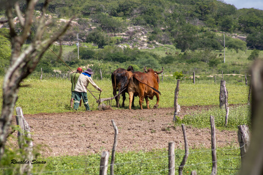 Arando terra