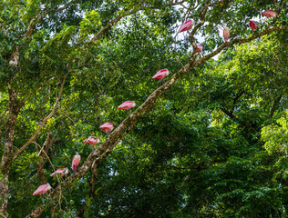 Large group of Pink Roseate Spoonbill birds perched on tree limb in Costa Rica in the Tortuguero National Park