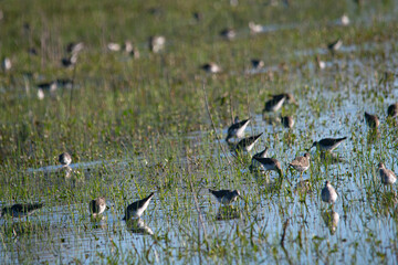 Tringa flavipes on the flooded field