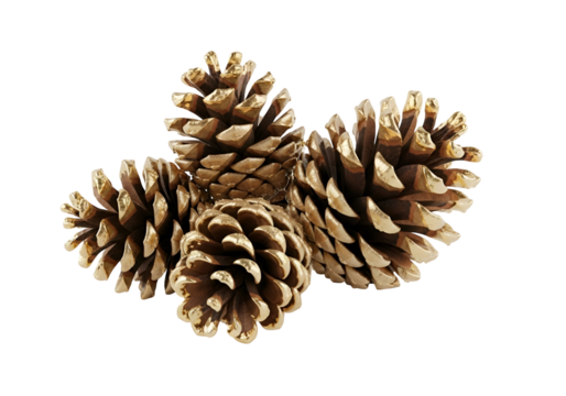 Christmas tree pine pine