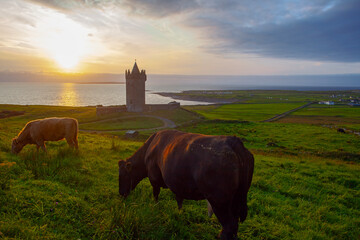 Beautiful scenery sunset landscape with an old Irish Doonegore Castle, grazing cows  and coastal beach views of doolin and the aran islands.