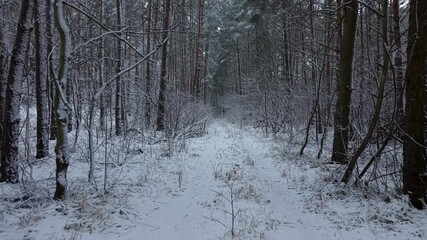 Aerial winter snow forest trail Poland 4K. Northern Poland. Winter season, snow and frost along roads, trails and trees. Path recreation landscape. Thick forests with farm agriculture land. Rural.