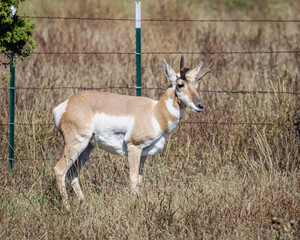A wild Pronghorn ($Antilocapra\ americana$) stands in profile in a dry field of tall grass next to a barbed wire fence with green posts.