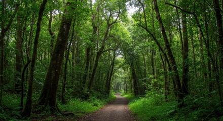 Fototapeta premium Lush Green Forest Path with Tall Trees