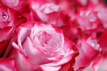 pink roses macro close up