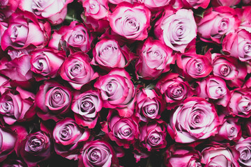 pink roses macro close up