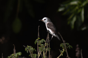 Lavadeira-de-cabeça-branca
