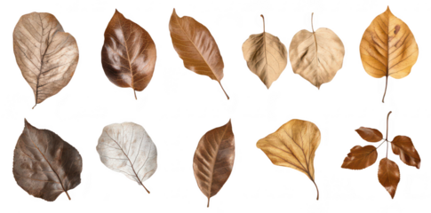 A collection of various dried leaves unique shapes and colors. arranged artistically against a white background. ideal for nature-themed projects or educational materials