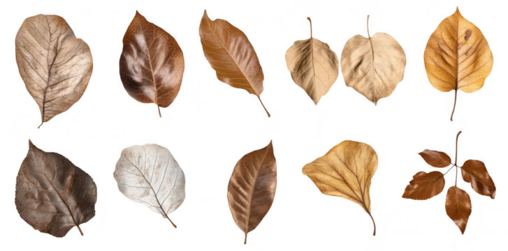 A collection of various dried leaves unique shapes and colors. arranged artistically against a white background. ideal for nature-themed projects or educational materials - Powered by Adobe