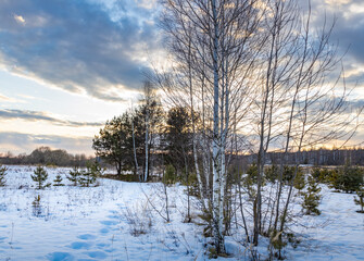 Snowy field with a tree in the middle