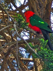 Australian King-Parrot