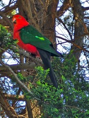 Australian King-Parrot 