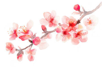 A delicate watercolor illustration of cherry blossom branches with soft pink flowers. symbolizing spring and renewal. perfect for greeting cards or seasonal decorations