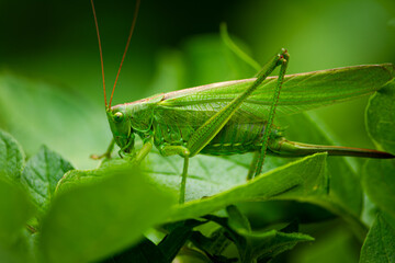 Large green grasshopper