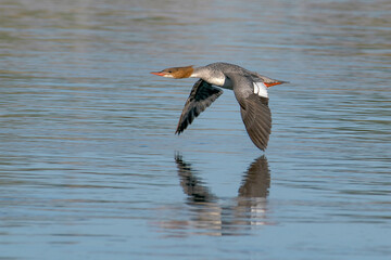 Common Merganser in flight