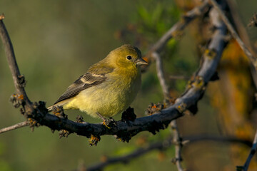 Lesser Goldfinch female