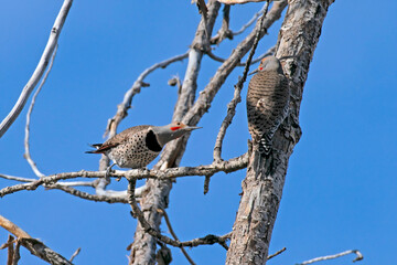 Northern Flickers
