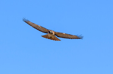  Red-tailed Hawk in flight