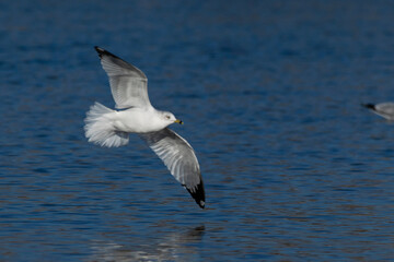 Ring-billed Gull in flight